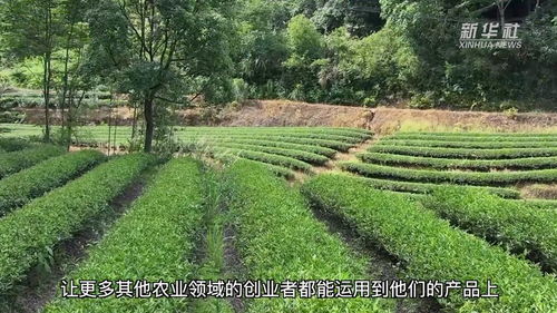 福建建陽(yáng)茶園認(rèn)養(yǎng) 林下經(jīng)濟(jì)助推鄉(xiāng)村振興