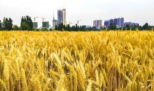 建行棗莊分行 以‘裕農(nóng)通’業(yè)務(wù)為支點(diǎn)，奏響鄉(xiāng)村振興金色樂章