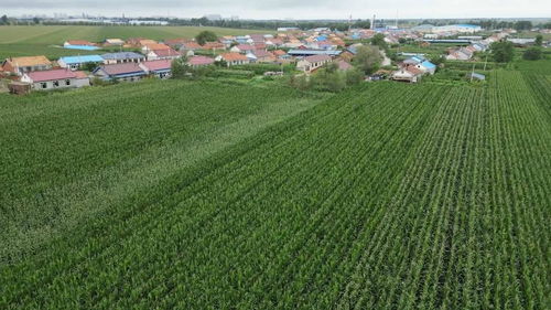 科學(xué)施策助農(nóng)減災(zāi)，守牢糧倉(cāng)——農(nóng)業(yè)大省吉林受災(zāi)農(nóng)田生產(chǎn)恢復(fù)直擊