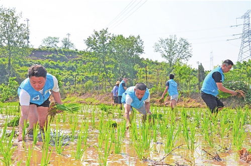 青年志愿者助農(nóng)插秧忙春耕 助力畜產(chǎn)品購(gòu)銷貿(mào)易