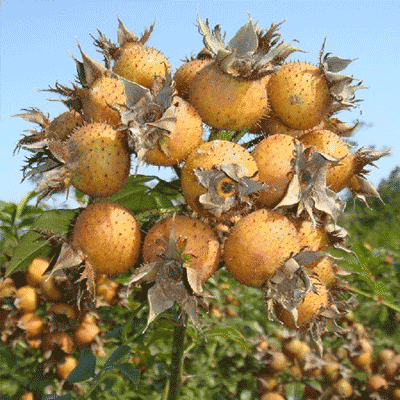 黔山藏珍品 貴州農副產品林產業的價值與潛力