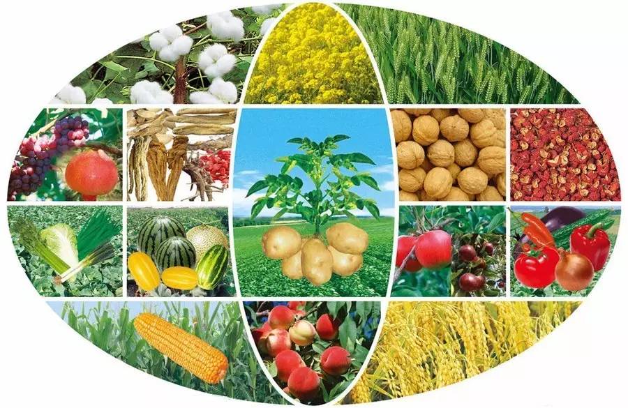 復硝酚鈉 喚醒作物潛能的農業技術利器